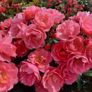 May include: A vibrant image of pink roses in a garden. The flowers are in full bloom, showcasing a range of pink hues with yellow centers. The background is filled with more roses and green leaves.