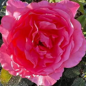May include: A close-up of a fully bloomed pink rose. The rose has many layers of petals, with a deep pink centre that fades to a lighter pink towards the outer edges. Green leaves are visible in the background.