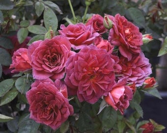 You're So Special - Dark Smokey Orange Blooms - Patio Rose - 4ltr Potted Rose