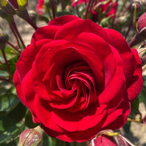 May include: A close-up of a deep red rose in full bloom, with tightly spiraled petals. The image highlights the rose's rich colour and texture, with several unopened buds and green foliage in the background. The rose is a symbol of love and beauty.