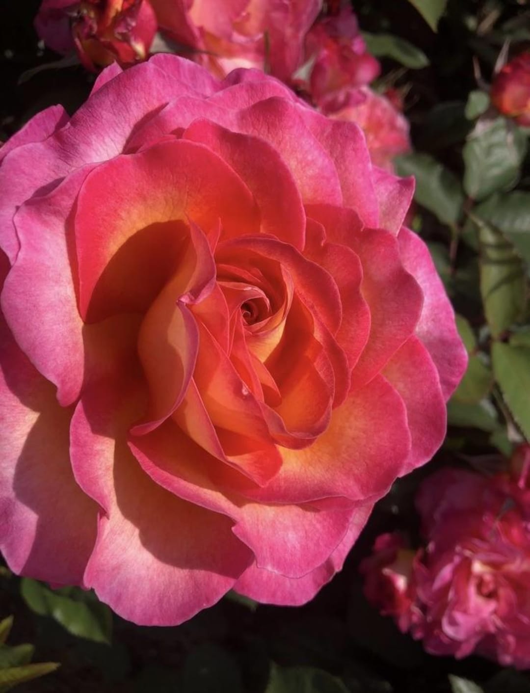 Pink Tea Roes Gorgeous – 4L Potted Hybrid Tea Rose – Pink Blooms – Lovely Gift Idea ...