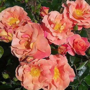 May include: A cluster of peach-coloured roses with yellow centres in full bloom. The roses have multiple petals and a soft texture. Green leaves and buds surround the flowers, creating a natural scene. The image captures the beauty of a rose garden, a popular flower in the UK.