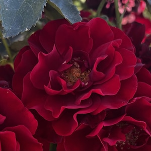 May include: A close-up shot of a deep crimson rose in full bloom. The velvety petals are densely packed, creating a layered effect. The centre reveals a cluster of yellow stamens. Green leaves are visible in the background, contrasting the flower's rich colour.