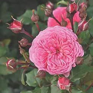 May include: A vibrant pink rose in full bloom, with numerous unopened buds and green foliage. The rose's petals are densely arranged, giving a textured look. The image is well-lit, emphasizing the flower's intricate details.