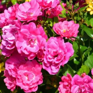 May include: A close-up shot of a cluster of bright pink roses, with many petals visible. The roses are set against a backdrop of green leaves and a few yellow flowers, creating a vibrant floral arrangement.
