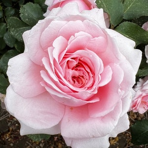 May include: A close-up of a pale pink rose in full bloom. The rose has numerous delicate petals, with a deeper pink centre. Green leaves surround the flower, creating a natural backdrop. The rose is a symbol of love and beauty.
