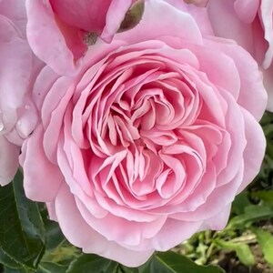 May include: A close-up of a pale pink rose with many petals. The rose is in full bloom and has a delicate, ruffled appearance.