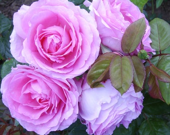 Puede incluir: Primer plano de rosas rosas y lavanda en plena floración. Las rosas tienen múltiples capas de pétalos y están rodeadas de hojas verdes.
