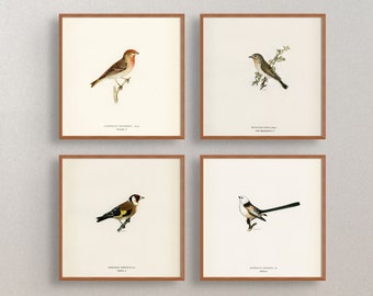 Vintage Bird Art Print Set, Antique Ornithology Illustration (Digital Download)
