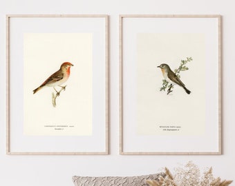 Vintage Bird Art Prints Set of 2 (Digital Download)