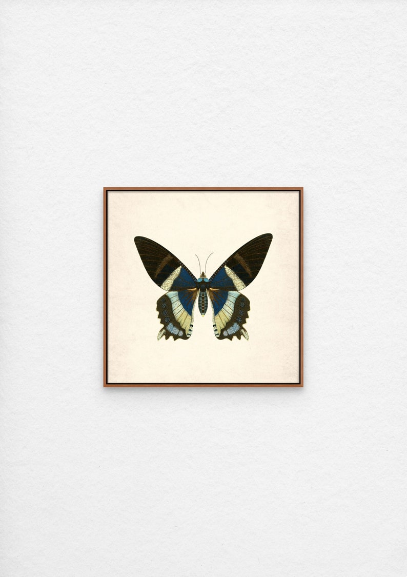 Vintage Butterfly Prints, Antique Wall Art Set of 4 (digital Download ...