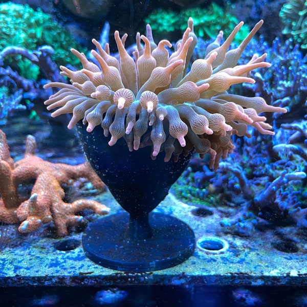 Anemone Cup / Holder