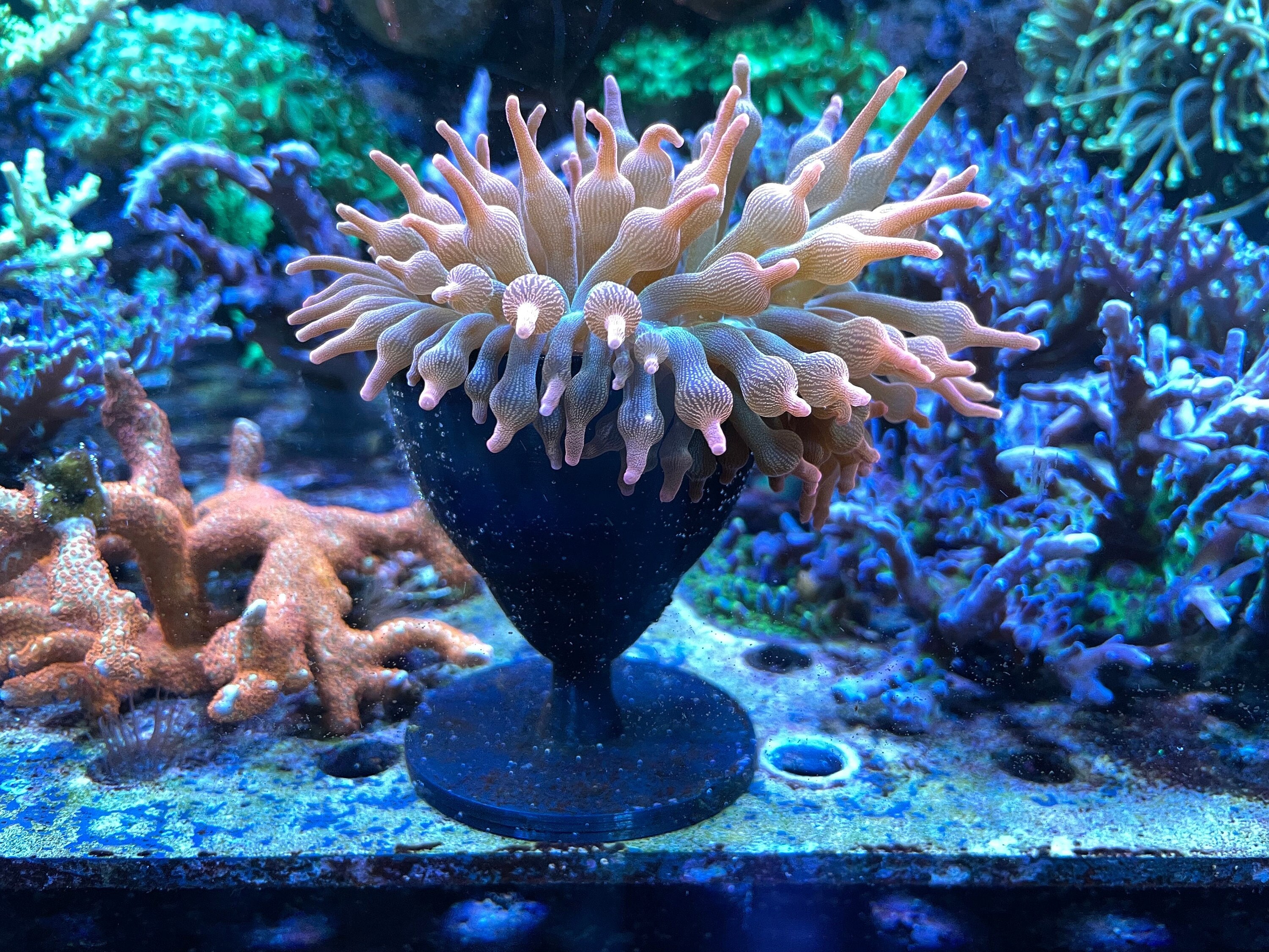 Anemone Cup / Holder - Etsy