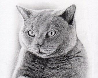 Custom Pet Realistic Portrait Cat drawing from photo Original sketchgraphite on paper commission physical sketch british shorthair art