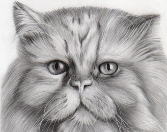 Handmade Pet portrait, black and white pencil on paper drawing,Persian Cat graphite, realistic portrait from photo cat lovers gifts