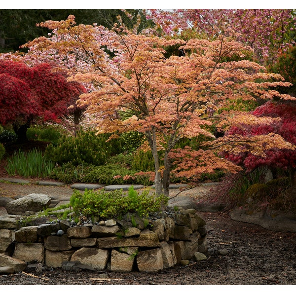 Japanese Maple in Spring Blossom at Point Defiance Tacoma, Home or Office Decor, Pacific Northwest Washington Wall Art, Wall Decor