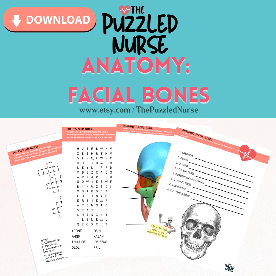Anatomy Facial Bones Etsy
