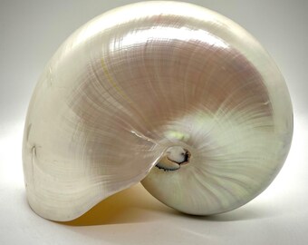 Nautilus Shell | Pearl Nautilus Seashell | 6 Inches