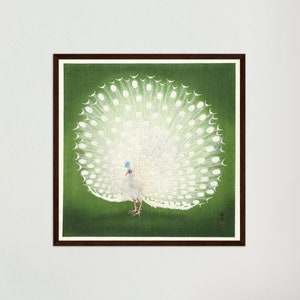 May include: A white peacock with its tail feathers spread out in a fan shape. The peacock is standing on a green background.