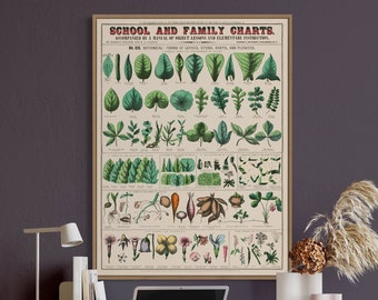 Vintage Botanical Chart Print, Antique School Poster