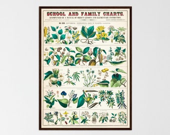 Vintage Botanical Chart Print, School & Family Poster