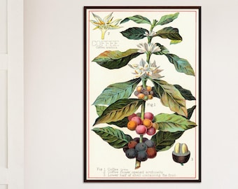 Vintage botanisk kaffeplantatryck, köksväggkonst