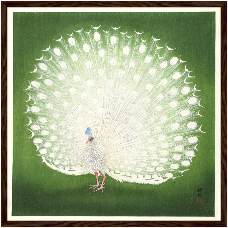May include: A white peacock with its tail feathers spread out in a fan shape. The peacock is standing on a green background.