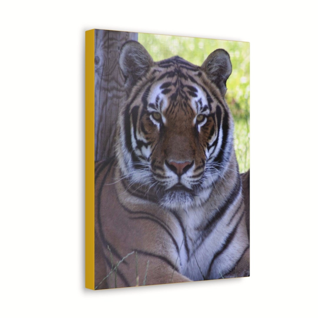 Canvas Wall Art Bengal Tiger Wall Decor Bengal Tiger on Canvas for Home