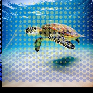 Sea turtle art
