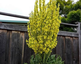 Mullein seeds (200) free postage, verbascum olympicum