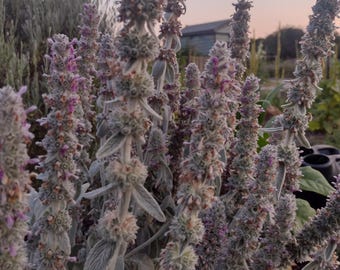 Lamsoorzaadjes (100) gratis verzending - Stachys Byzantijnse, zachte bladeren, + gratis verzending