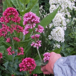 May include: A garden scene with clusters of pink and white flowers. The pink flowers are a deep shade, while the white flowers are in fluffy blooms. Green leaves and foliage surround the flowers.