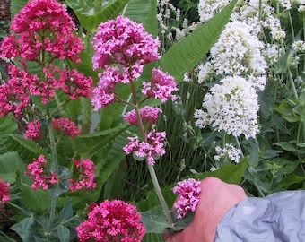 150 Valerian Rubra seeds,pink red and white flower mix, + free gift seed.