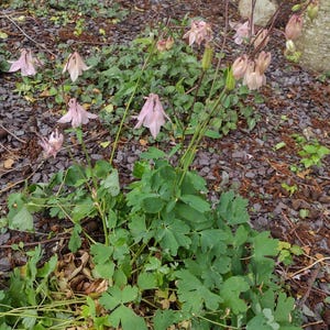 100 rosa Samen der Aquilegia vulgaris versandkostenfrei