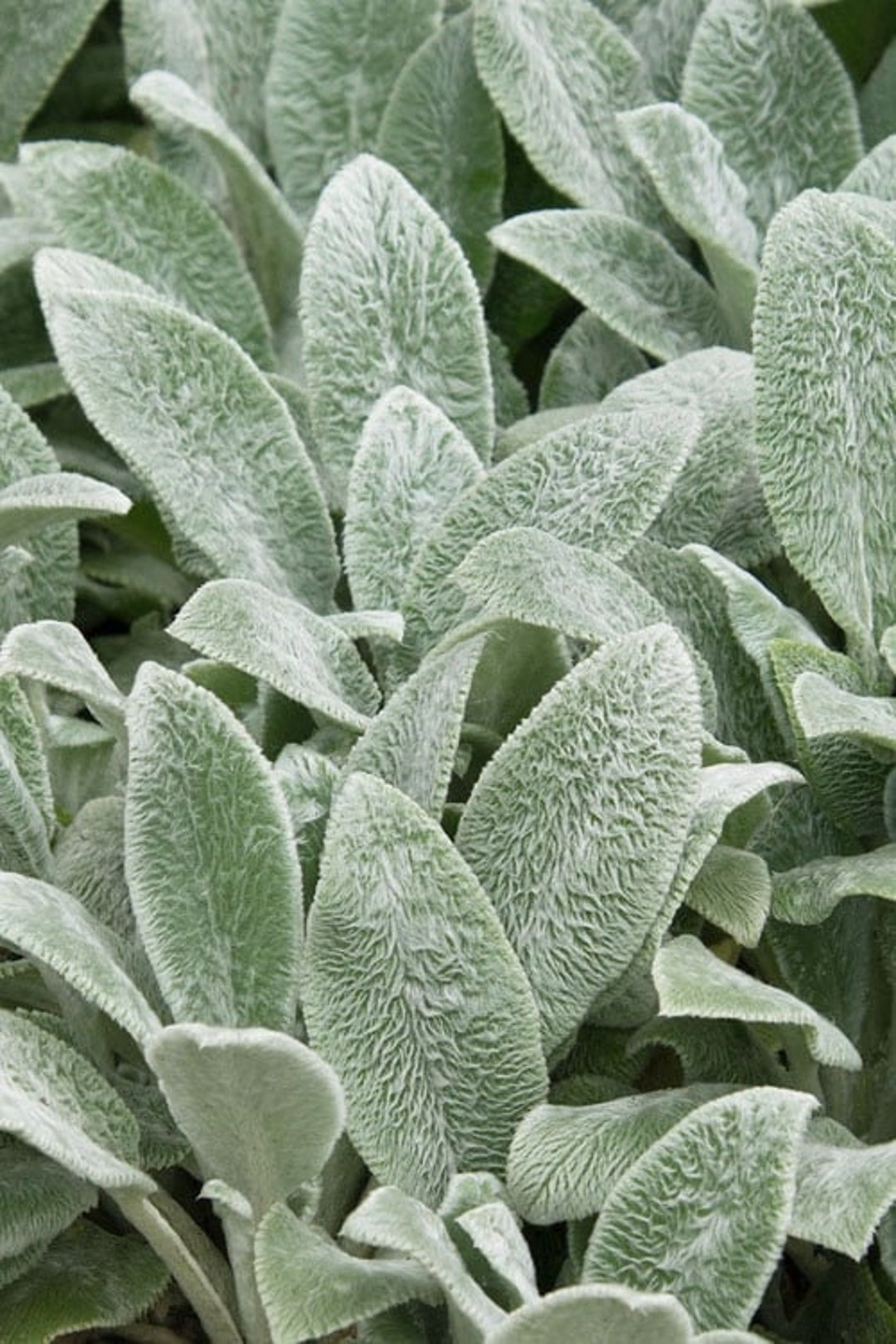 Lambs Ear Seeds 100 Free Postage Stachys Byzantine,fuzz Soft Leaf