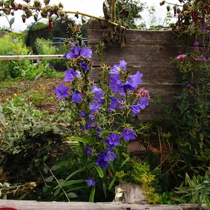 1000 個の巨大なベルフラワーの種子。 (Campanula latifolia) + 無料ギフト。