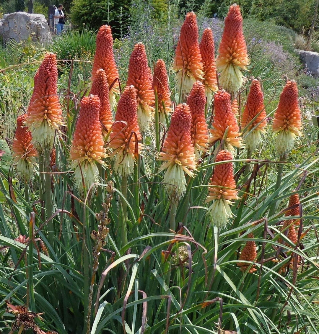 Gorgeous Red Hot Poker Seeds Moment Concept Gorgeous Red Hot Poker Seeds Moment Concept