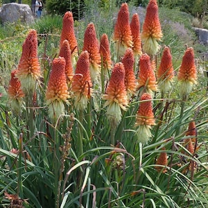 Red hot poker 100 seeds, free postage, flamenco red.