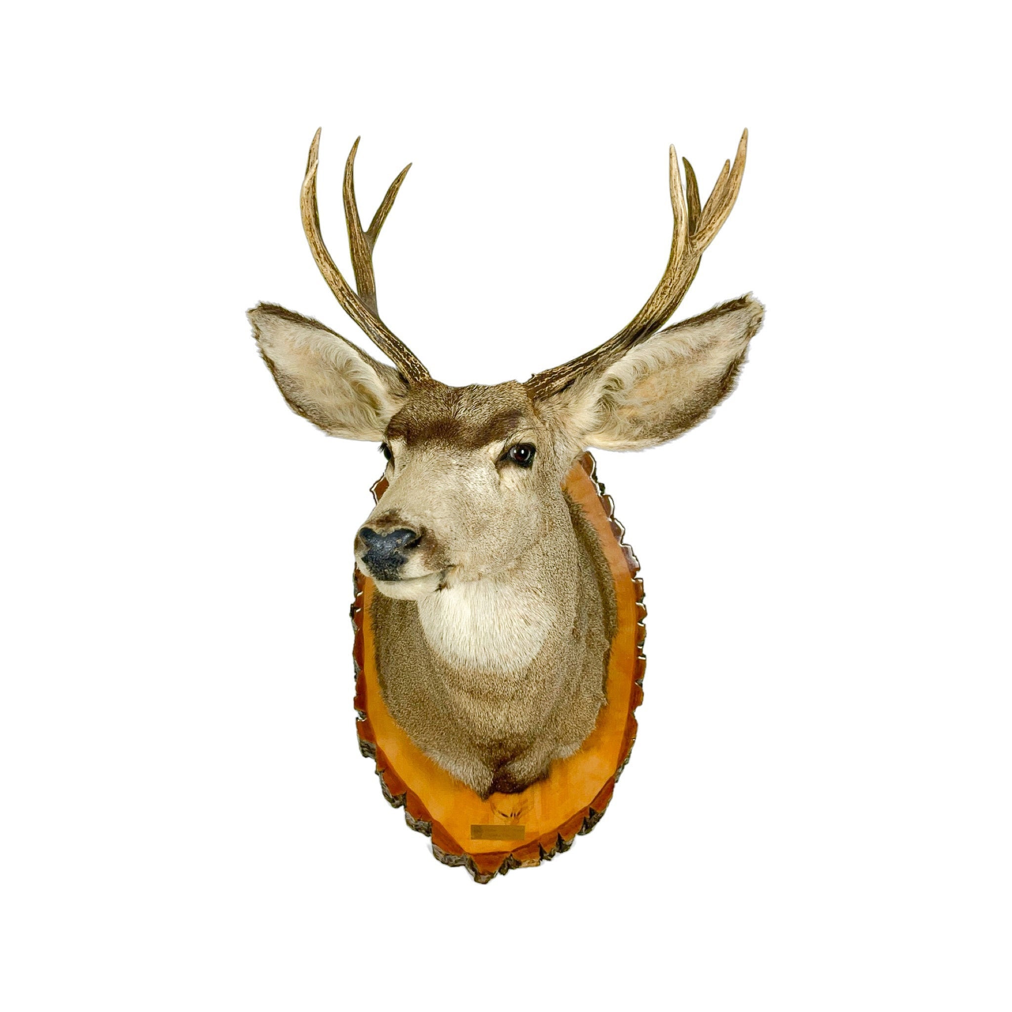 Mule Deer Shoulder Mount Grade Remarkable With Medium Antlers Item