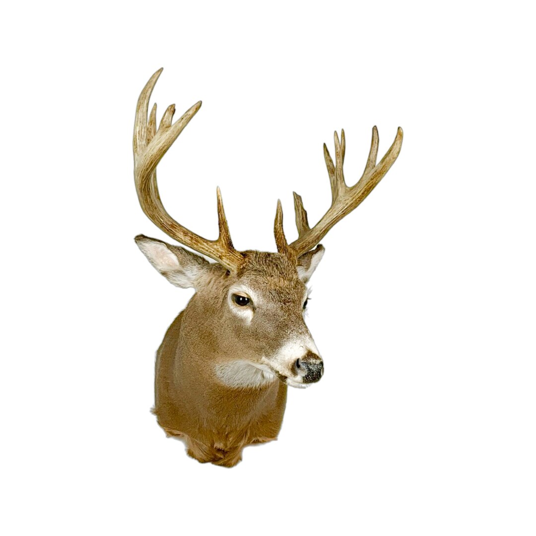 Whitetailed Deer Shoulder Mount Grade Respectable With X Large Antlers