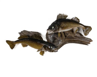 2 Walleye Fish Mount - Grade: Remarkable - Item # 1202