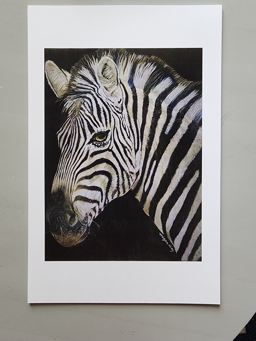 RARE Zebra Color Pencil Print - Etsy