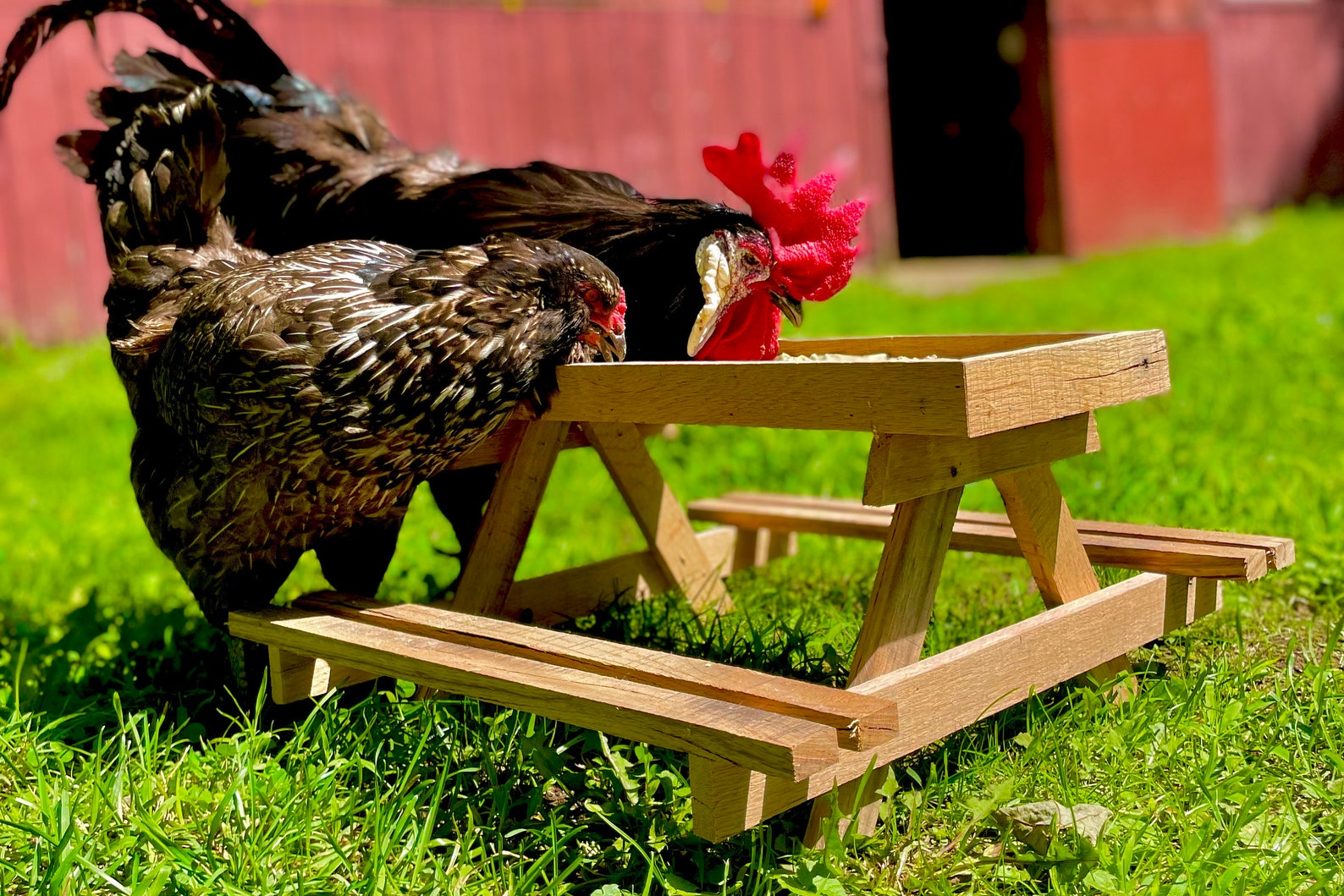 Chicknic Table Chicken Picnic Table Chicken Feeder Chicnic Table