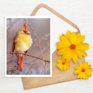 Carte de voeux Cardinal du Nord, Intérieur vierge, carte photo, Photographie de la nature, Faune, Carte de remerciement, Carte d'anniversaire, Carte de fête des mères