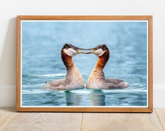 Red-necked Grebes In Love, Photo Print, Art Print, Bird photograph, Nature photography, Wildlife, Animals, Wall Art Decor, 7x5, 10x8, 14x11