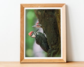 Pileated Woodpecker Photo Print, Art Print, Bird photograph, Nature photography, Wildlife, Animals, Wall Art Decor, Forest, 5x7, 8x10, 11x14