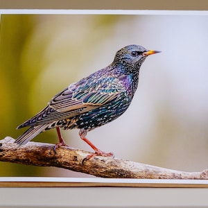Carte de voeux Étourneau sansonnet, Intérieur vierge, Photo d'oiseau, Photographie de la nature, Animaux sauvages, Animaux, Carte de remerciement, Carte d'anniversaire, Toute occasion