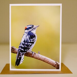 Carte de vœux Pic duveteux, Vierge à l’intérieur, Photo d’oiseau, Photographie de nature, Faune, Animaux, Carte de remerciement, Carte d’anniversaire, Toute occasion