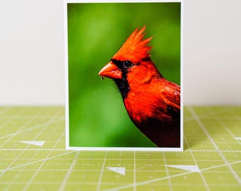 Pack of 2 Northern Cardinal Wildlife Photo Greeting Cards, Blank Inside, Nature Wildlife Photography