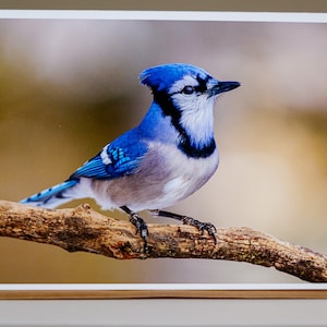 Carte de voeux Geai bleu, Intérieur vierge, Carte photo oiseau, Photographie de la nature, Faune, Animaux, Carte de remerciement, Carte d'anniversaire, Toute occasion